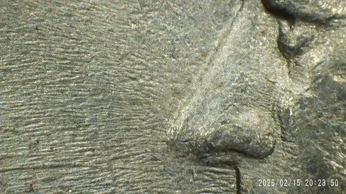 1985-P Kennedy Half Dollar w/STG/DDDR/DDDO/Flow Lines. Buy & get a free coin