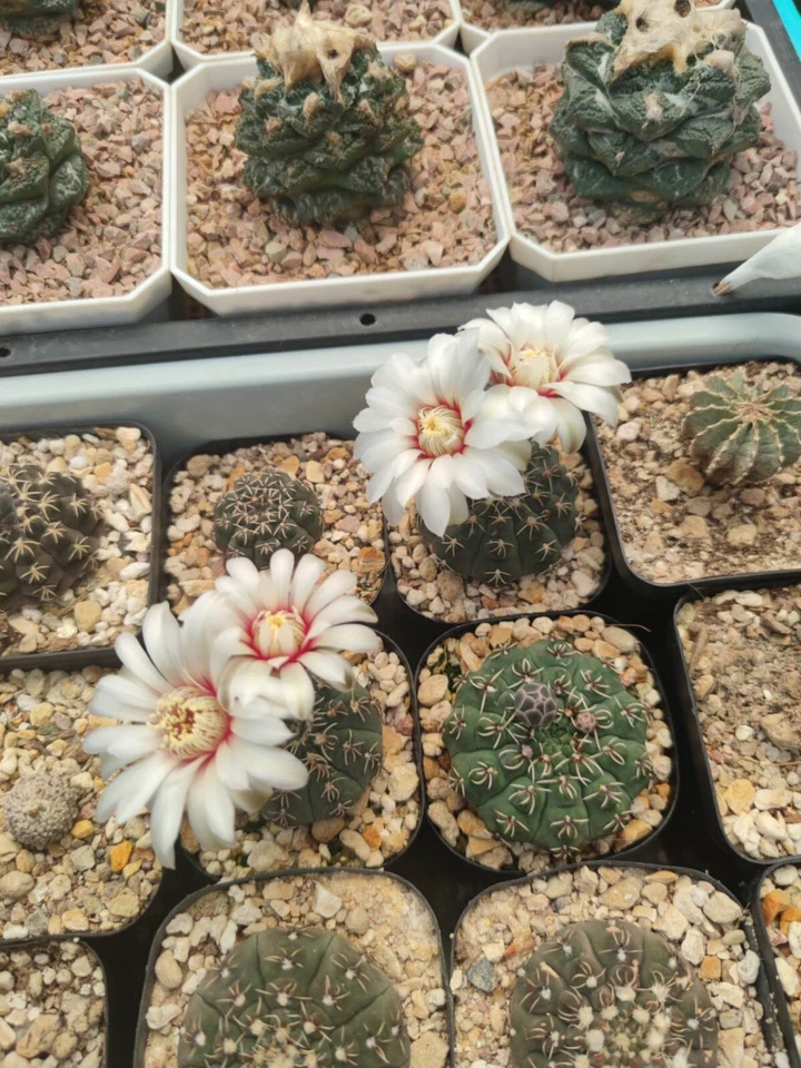 30 seeds of Gymnocalycium Stellatum v. Kleinianum - Image 2 of 2