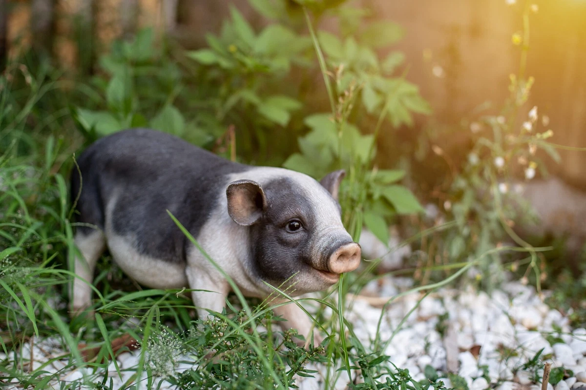 Standing Pot Belly Pig Garden Statue Home Decor Farm Animal In/Outdoor |  eBay