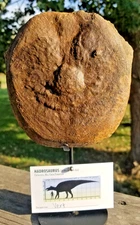 Smiling Hadrosaurus Vert Centrum Fossil Specimen Natural Cretaceous Hell Crk MT