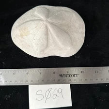 Vintage Puffy Seabiscuit Sea Biscuit Sand Dollar Fossil Sea Shell 5.75” (S029)