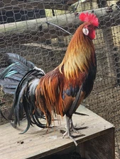 5 Golden Phoenix Chicken Hatching Eggs