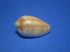 Pterygia dactylus Linnaeus,1767 "CARAMEL COLORED!" (30.7mm)