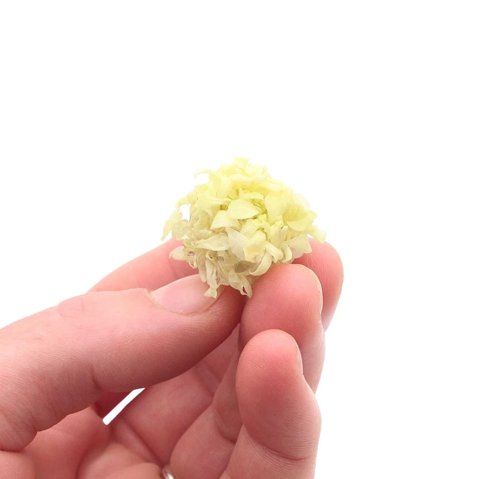 Anubias White Rose Live Aquarium Plants BUY 2 GET 1 FREE - Image 3 of 4