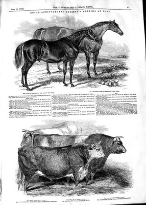 Alter antiker Druck 1848 Königliche Landwirtschaft Tiere Pferd Kühe Schweine Schafe 19.