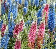 VERONICA LONGIFOLIA, 160 SEEDS, MIXED COLORS, LONG LEAF SPEEDWELL, USA SELLER