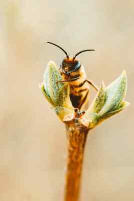 Digital Image Picture Photo Pic Wallpaper Background Bee Gathering Nectar 102