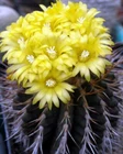 Uebelmannia buiningii HU141, seeds 10 pcs