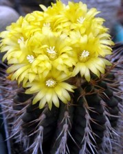 Uebelmannia buingii HU141, semi 10 pezzi