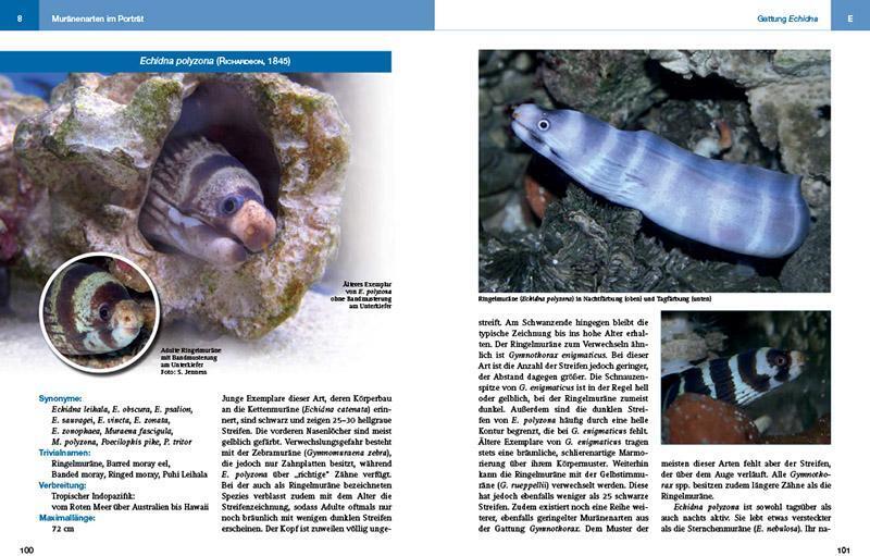 Thumbnail - Muränen Aquarium | Marco Lichtenberger | Buch | 216 S. | Deutsch |