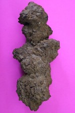 Giant Lizard Poop 5 Million Years Old Genuine Real Fossil Dinosaur Girl COA L12
