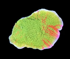 WYSIWYG Grafted Montipora Coral