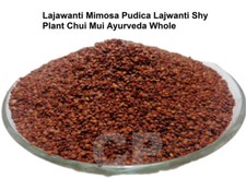 Lajwanti Mimosa Pudica Sennsitive Plant Chui Mui Raw  Whole 250gm 8.8 OZ 