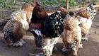 6 Farm Fresh Hatching Eggs Fancy PARTRIDGE Brahma BRAHPI Orpington Lavendar ❤️eb — photo 3