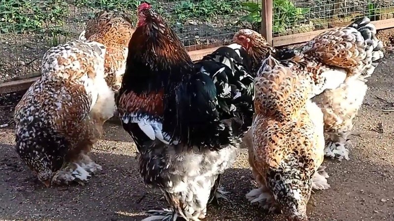 6 Farm Fresh Hatching Eggs Fancy PORCELAIN Brahma BRAHPI Orpington Lavendar ❤️eb