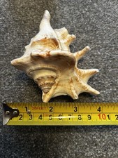 Giant Shell