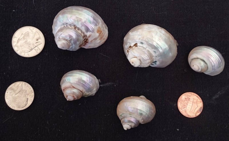 Iridescent Turbo Sea Shell Beach Craft/Jewelry/Decor Hermit Crab 1" - 2" (5 PCS)