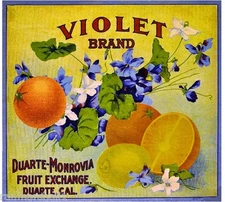 Duarte Monrovia Los Angeles Violet #1 Orange Citrus Fruit Crate Label Art Print