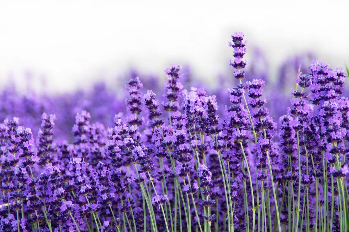 300 ITALIAN LAVENDER Lavandula Angustifolia Blue Purple Flower