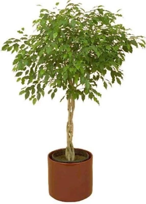 SEEDVILLE USA 30 FICUS TREE (Bodhi Tree / Sacred Fig / Bo Tree / Pipal) Ficus Religiosa Seeds