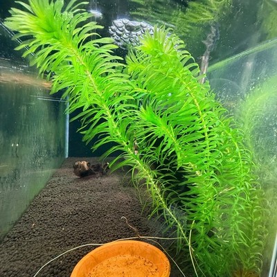 Live Anacharis Elodea Egeria Densa   Bunch of 6 stems 6-10 inch