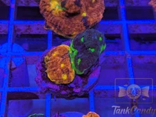 WWC Jelly Bean Rainbow Chalice Split WYSIWYG CA2 ~Live Coral Frag ~TankCandy~