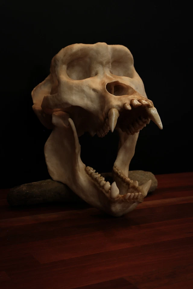 Calavera de gorila macho, réplica grande de calavera (tamaño completo) - Entrega GRATUITA en todo el mundo. Foto 4 de 4
