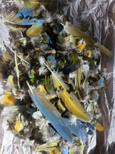 lot of macaw feathers all from one bird