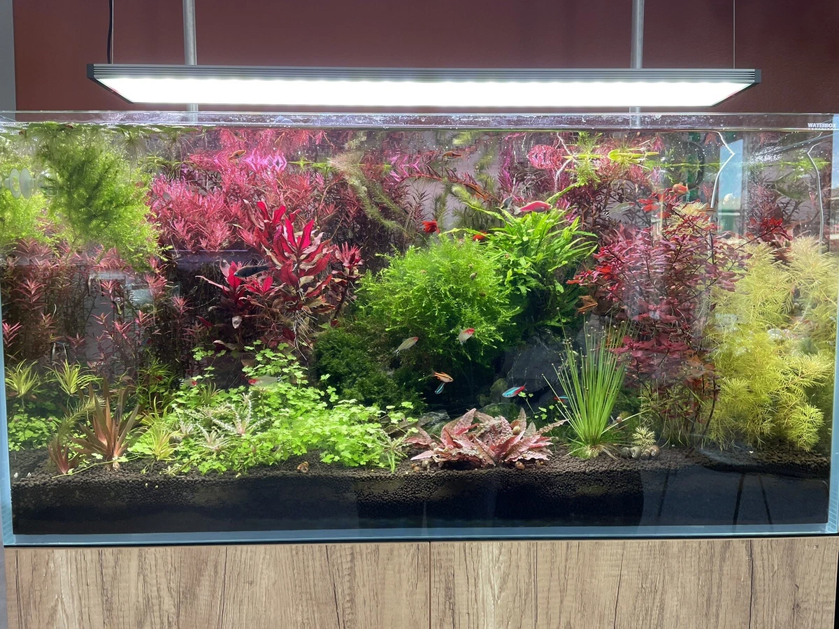Ebay Aquarium Plants