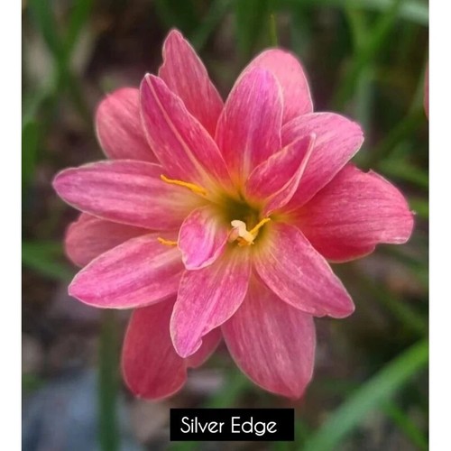 1 bulb AUTHENTIC Rain Lily Zephyranthes (130 varieties) 7-10mm size page 2 - Picture 37 of 70