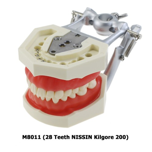Kilgore Nissin 200 Dental Typodont Mounting Pole 28PCS Teeth Model Replacement - Picture 2 of 50