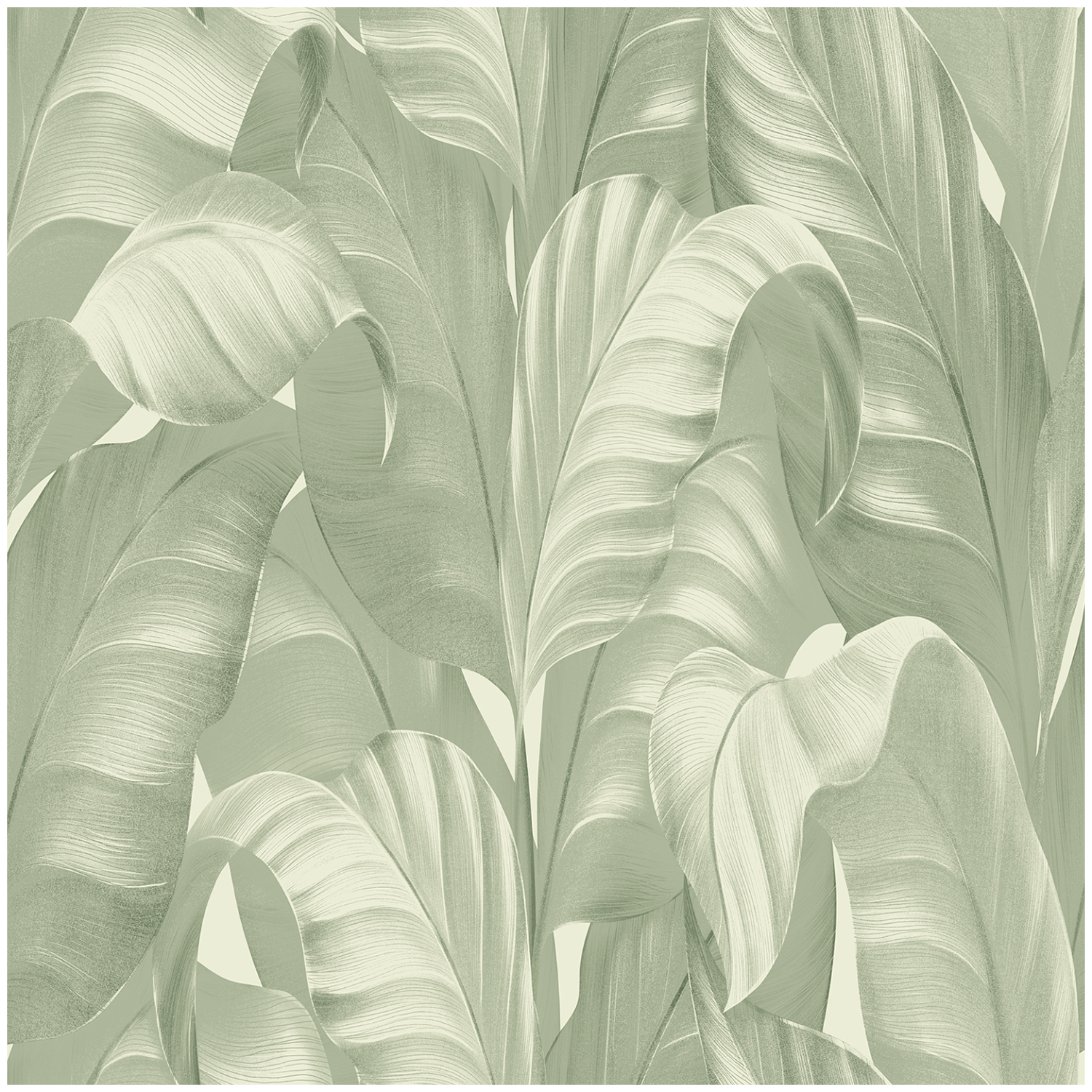 Sumatra Palm Wallpaper Sage Green Leaf Belgravia Botanical Jungle Feature Wall