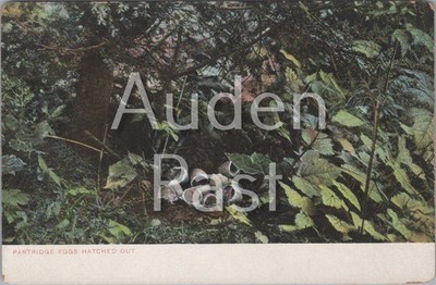 Rebhuhneier ausgebrütet Natur Postkarte
