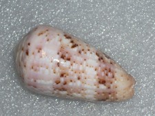 CONUS ZEYLANICUS LOVELY PINK