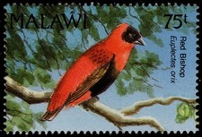 MALAWI 598a - Red Bishop "Euplectes orix" (pc62733)