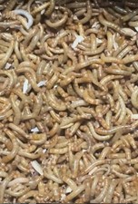 500 Mealworms