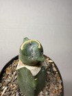 Echinocactus Glaucus Inermis #236 Grafted Rare Live Cactus Plant — photo 8