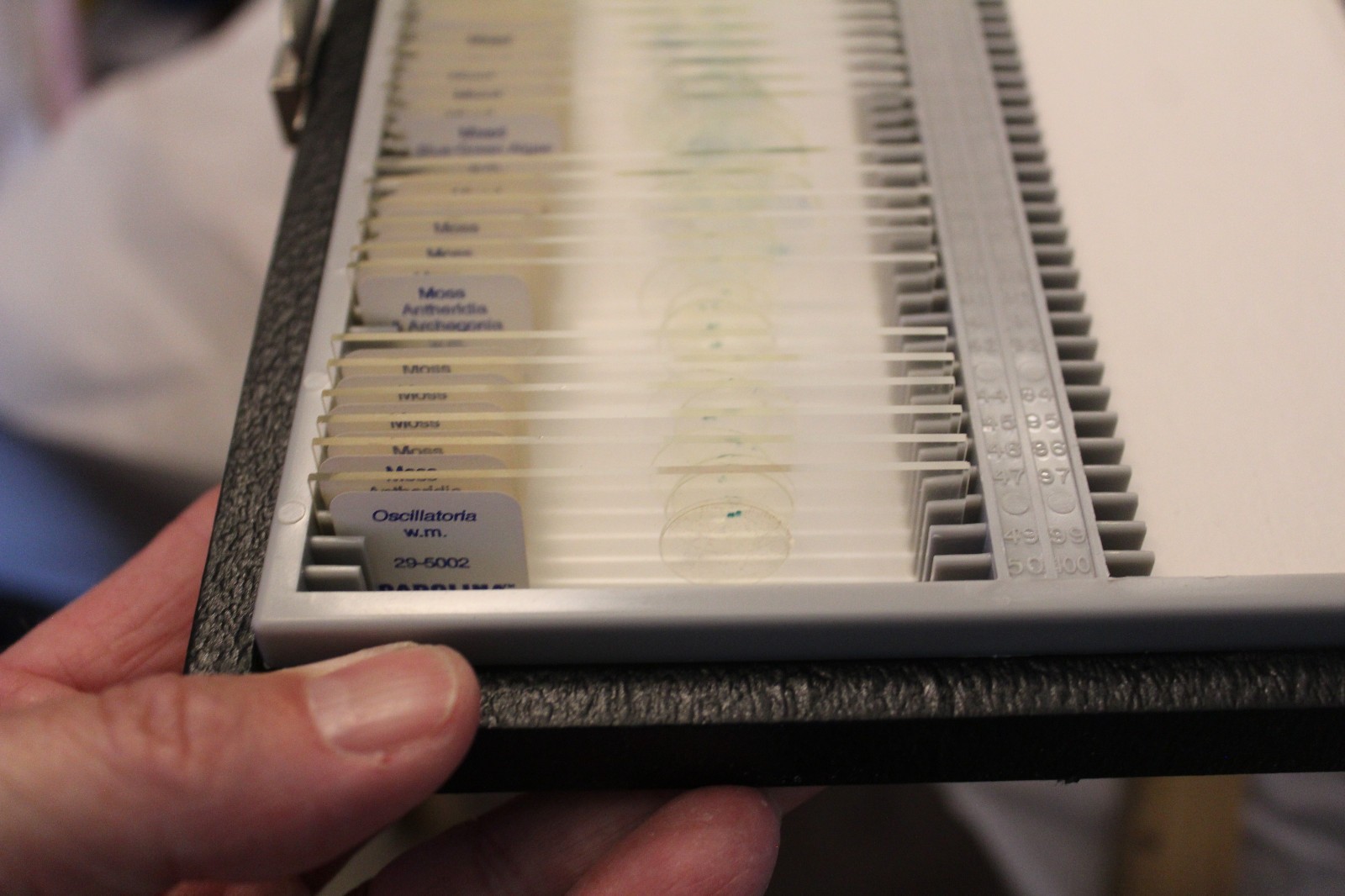 42 Carolina Biological slides Moss Oscillatoria Gloeocapsa Lichen BlueGreen Alga