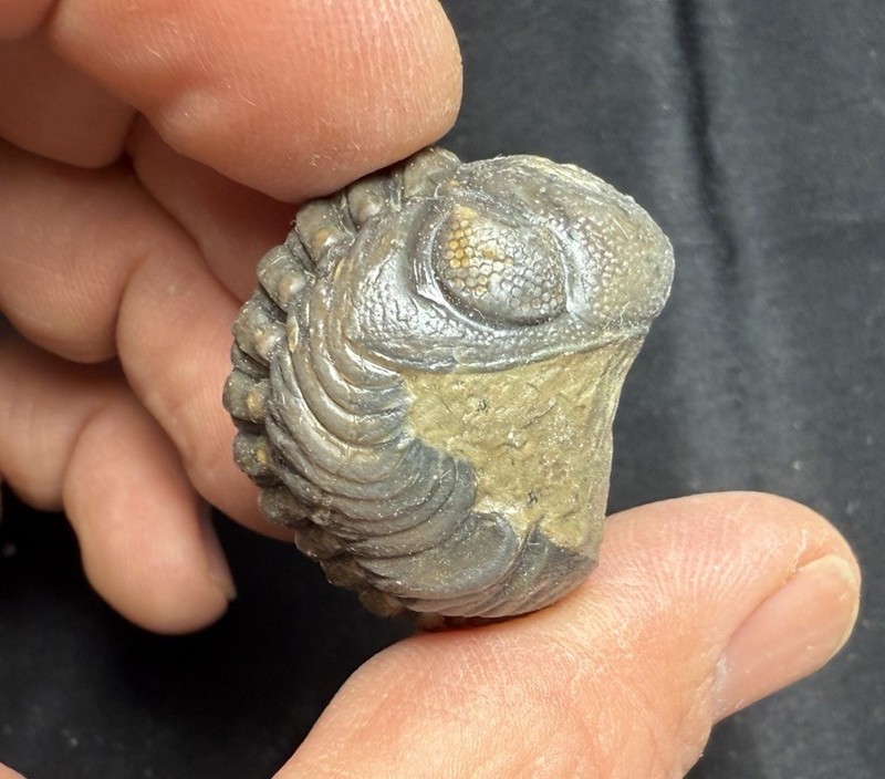 Large rolled  Phacops Barrandeops Trilobite fossil Devonian of Morocco 