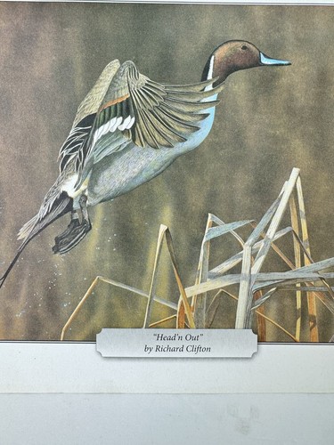 Pintail Duck Print Head’n Out Richard Clifton Mallard Wildlife Farbdruck 11”