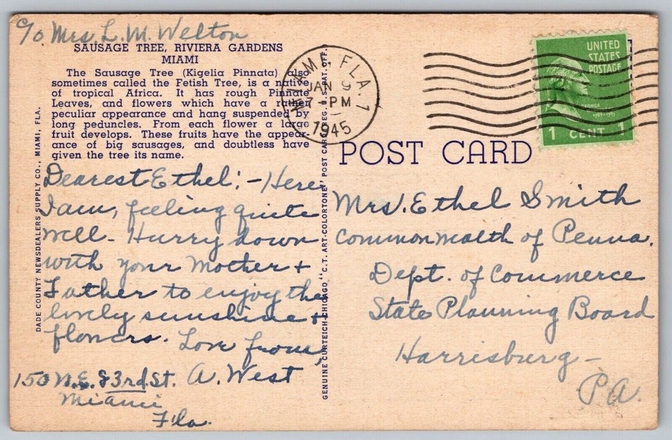 Sausage Tree Florida Tropical Palm Flowers Riviera Gardens Miami WOB PM