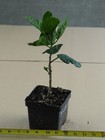 TEACHER'S HOPE Tropical Hibiscus -- Plant in 4.5" pot — photo 3