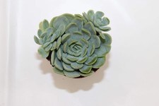 Echeveria elegans 'Mexican Snowball'