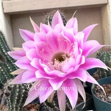 GALAXY Rare Echinopsis Schick Hybrids Rooted Plants Cactus Succulents