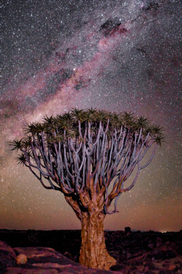 Tree Under Stars Sky Art Wall Decor - POSTER 20x30