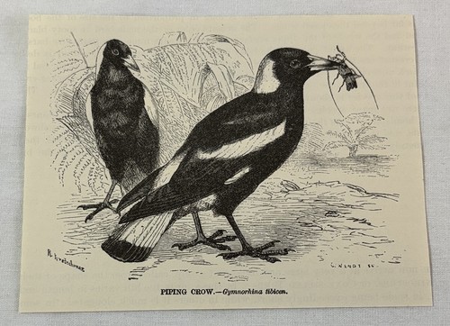 1885 book engraving ~ PIPING CROW