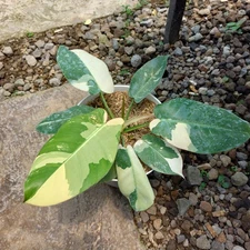 Actual Photo Philodendron Golden Dragon x Philo Imperial Variegated Prince $998