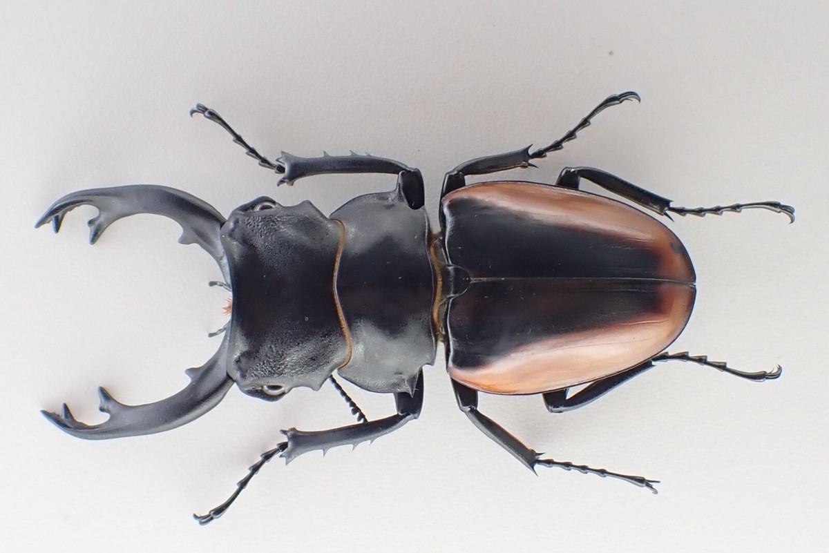 j69391. Insects, Lucanidae: Odontolabis Cuvera sp. Vietnam Central