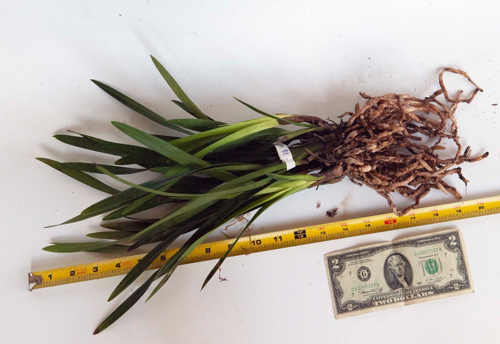 Cymbidium sp. 大花蕙兰 "福娘LuckyLady",bloom size, 6 pseudobulbs, 3 yr old - Picture 2 of 2