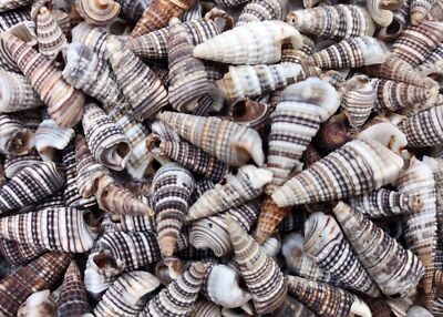 Channeled Cerith Seashells Spiral (approx. half cup +/- 180 shells 0.5+ inches